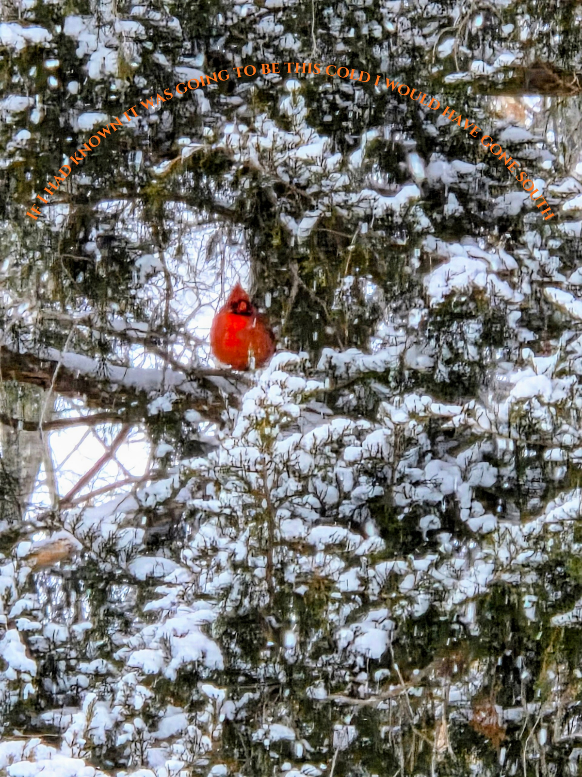 Cardinal in winter storm